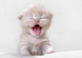 /album/fotogaleria/gatotierno-1-jpg/